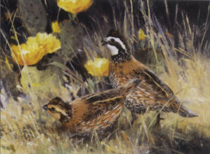 Bobwhite Quail